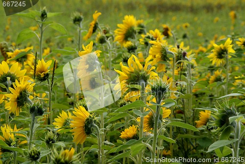 Image of Sunflower Field