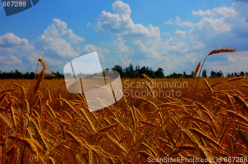 Image of Corn  blowing in the wind