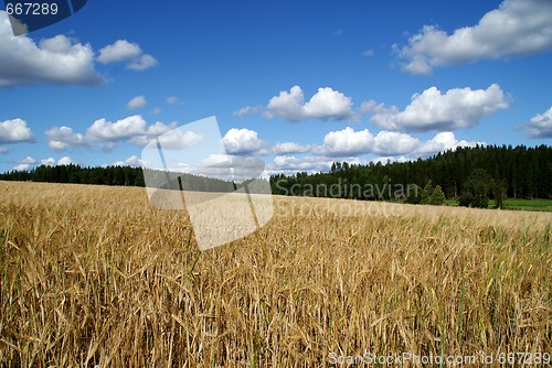 Image of Golden Barley Field