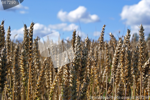 Image of Ripe Wheat