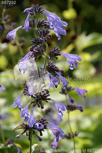 Image of Siberian Catnip Flowers