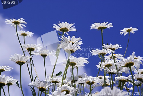 Image of Flowers Against Blue Sky