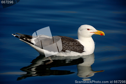 Image of greater black-backed gull