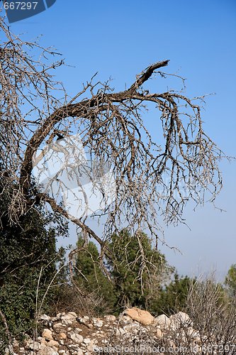 Image of Bent dry tree 