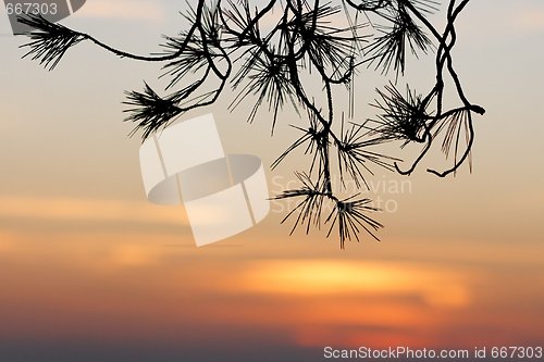 Image of Pinetree branches silhouette on sunset background 