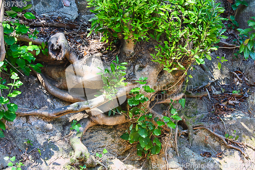 Image of Tree Roots Exposed Due to Soil Erosion