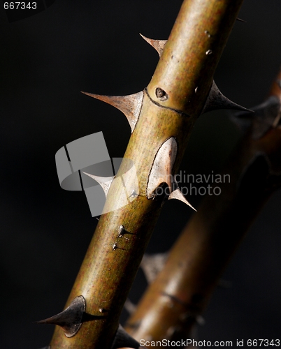 Image of Thorns