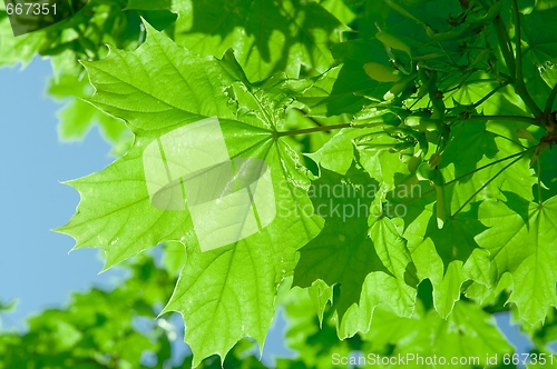 Image of Leaves