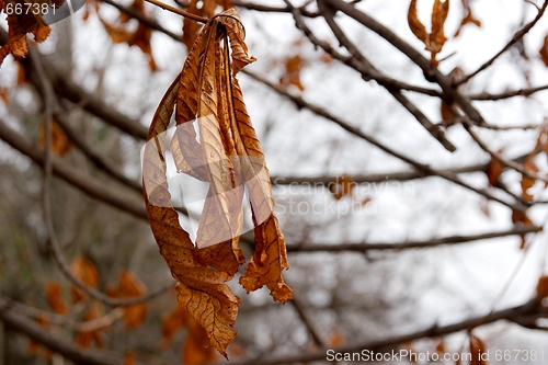 Image of Autumn