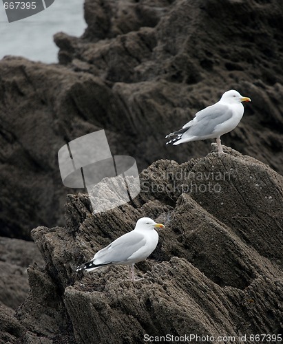 Image of Seagulls