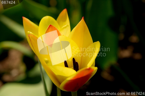 Image of Tulips