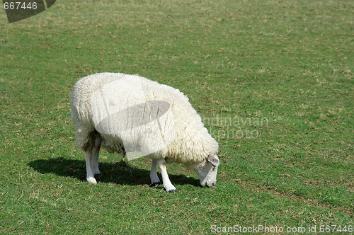 Image of Lamb