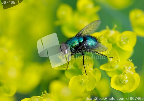 Image of Fly