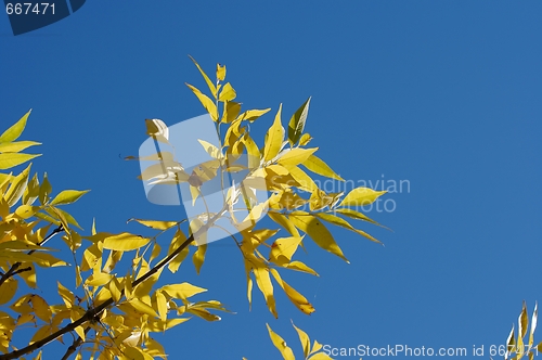 Image of Leaves