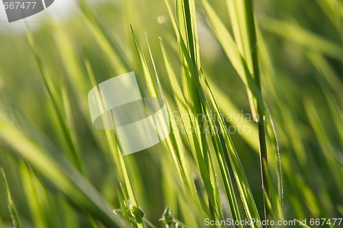 Image of Grass