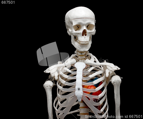 Image of Skeleton