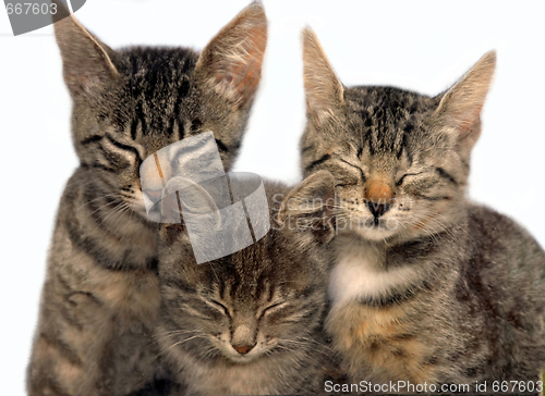 Image of Three sitting sleeping cats