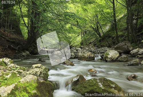 Image of River in the forest