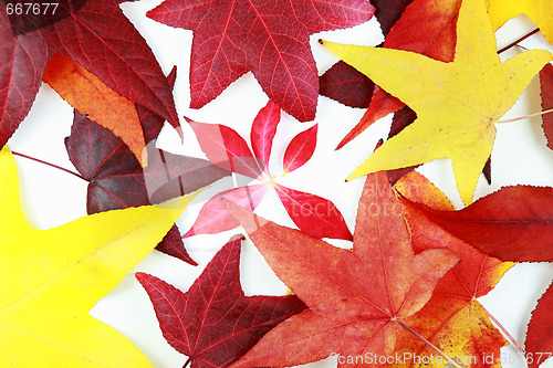 Image of Autumn leaves 