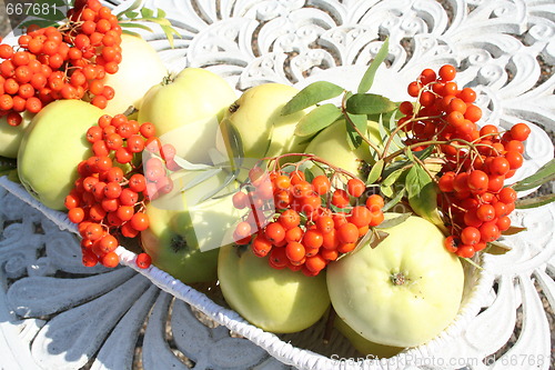 Image of Transparent Blanche apples and rowanberries