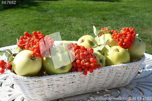 Image of Transparent Blanche apples