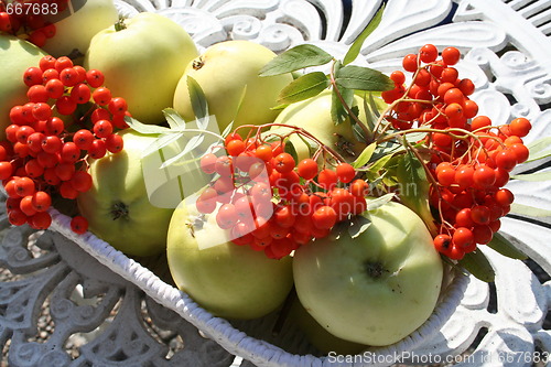 Image of Transparent Blanche apples and rowanberries