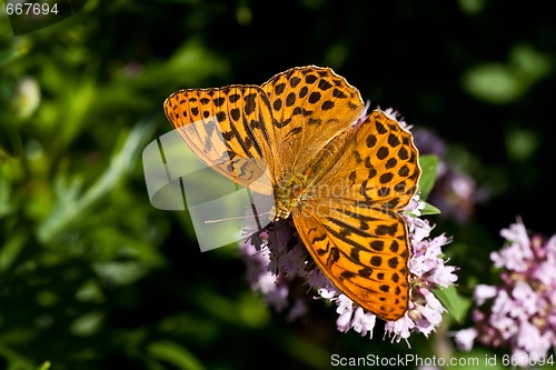 Image of orange butterfly