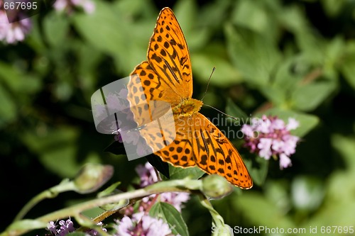 Image of butterfly