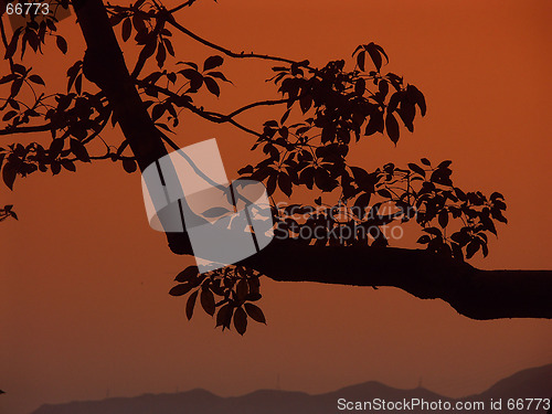 Image of Branch in sunset