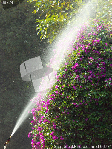 Image of Watering the flowers