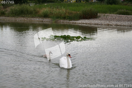 Image of Mother Swan and its nestling