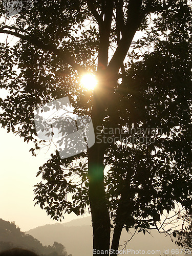 Image of Sunset between branches