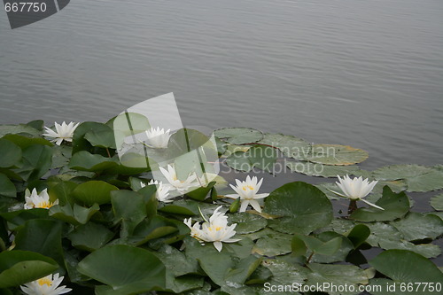 Image of Water lilies in pond