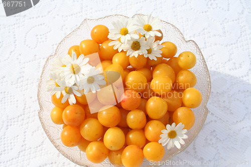 Image of Bullace fruits