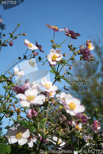 Image of Anemones hupehensis