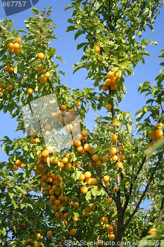 Image of Bullace tree with fruits