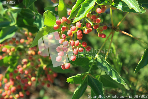 Image of Arbutus andracshne