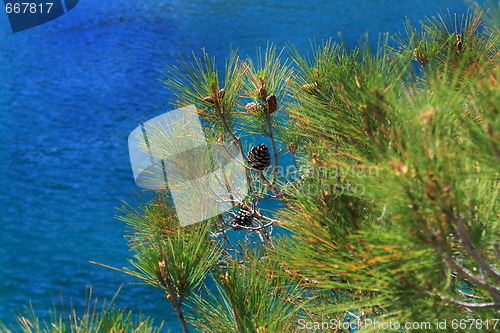 Image of Pinus stankewiczii and sea