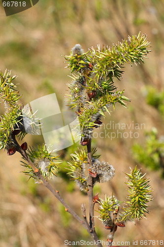 Image of Pussy-willow