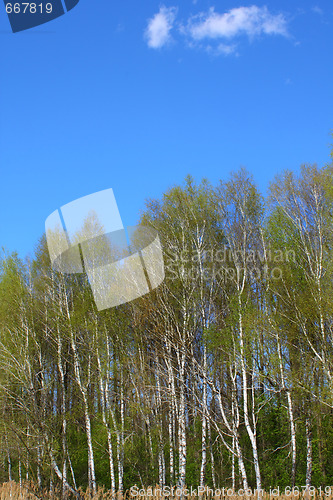 Image of Birch trees