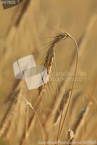 Image of Ripe wheat