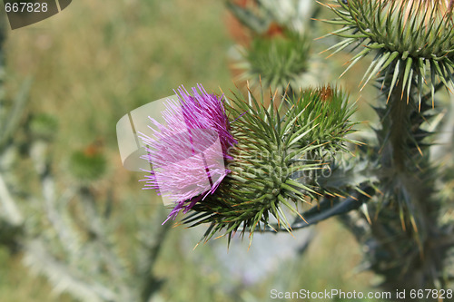 Image of Thistle