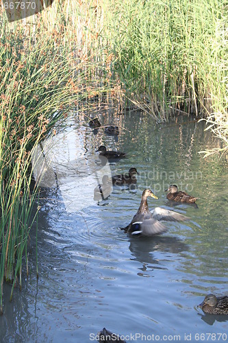 Image of Ducks in pond