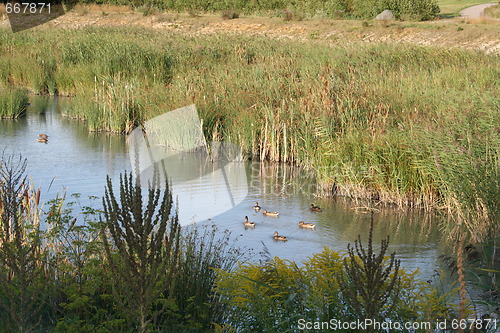 Image of Ducks in pond