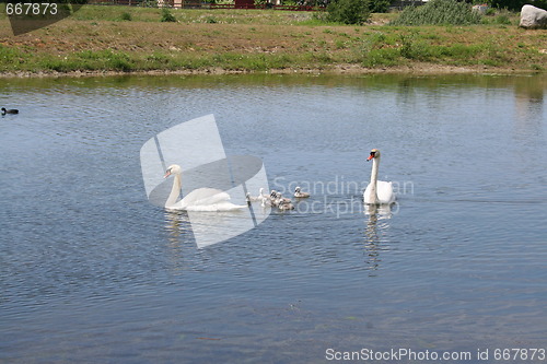 Image of Swan family in pond