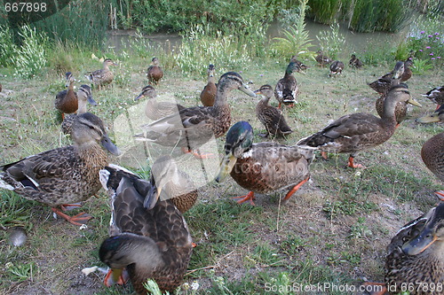 Image of Ducks