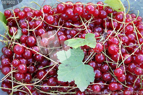 Image of Red currants