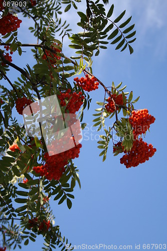 Image of Red rowanberries - blue sky, beautiful