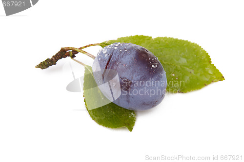 Image of Plum on white