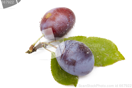 Image of Plum on white